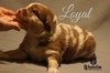 Loyal